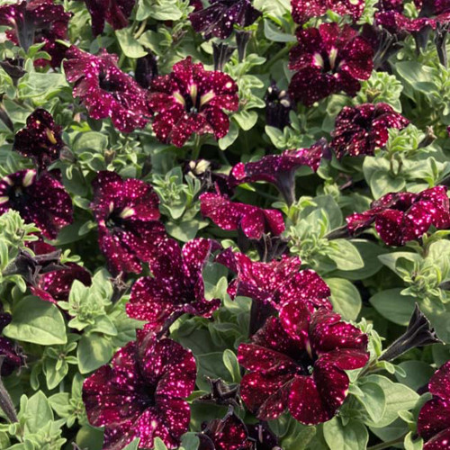 Petunia Surfinia Lightning Sky