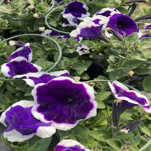 Petunia Surfinia Famous Dark Violet