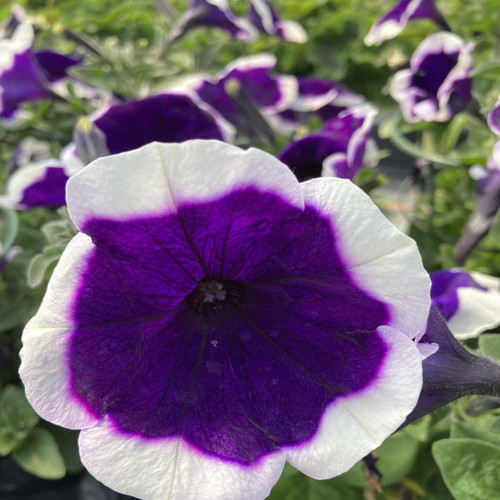 Petunia Surfinia Famous Dark Violet