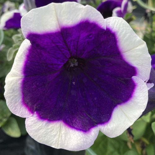 Petunia Surfinia Famous Dark Violet