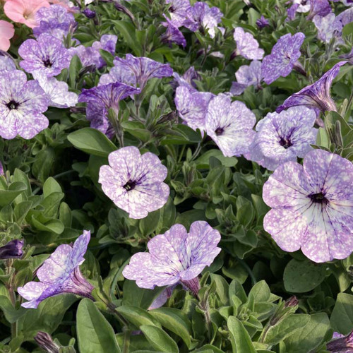 Petunia Surfinia Lavender Sky