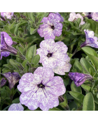 Petunia Surfinia Lavender Sky