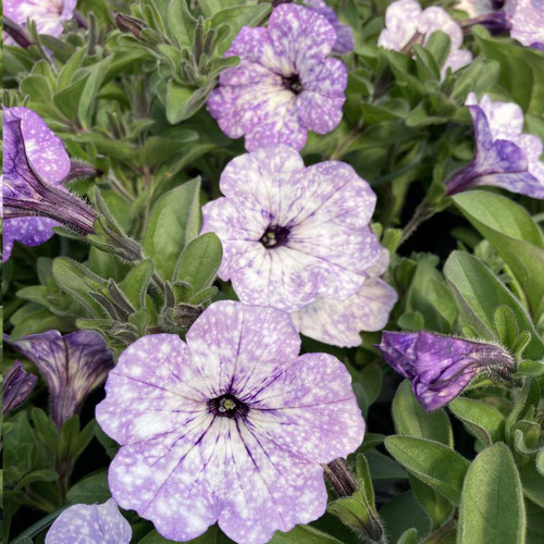 Petunia Surfinia Lavender Sky