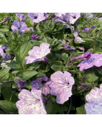 Petunia Surfinia Lavender Sky