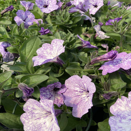 Petunia Surfinia Lavender Sky