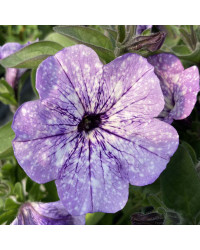 Petunia Surfinia Lavender Sky