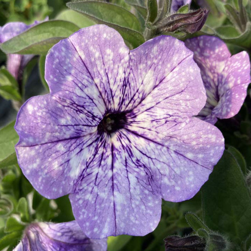 Petunia Surfinia Lavender Sky