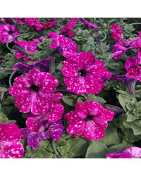 Petunia Surfinia Famous Circus Sky