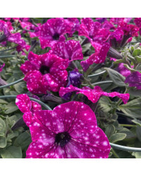 Petunia Surfinia Famous Circus Sky