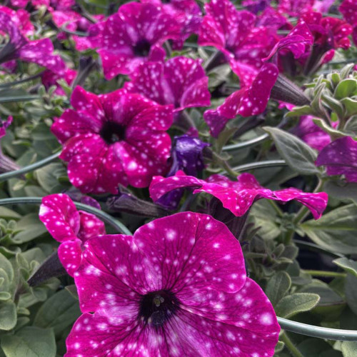 Petunia Surfinia Famous Circus Sky