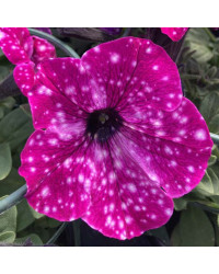 Petunia Surfinia Famous Circus Sky