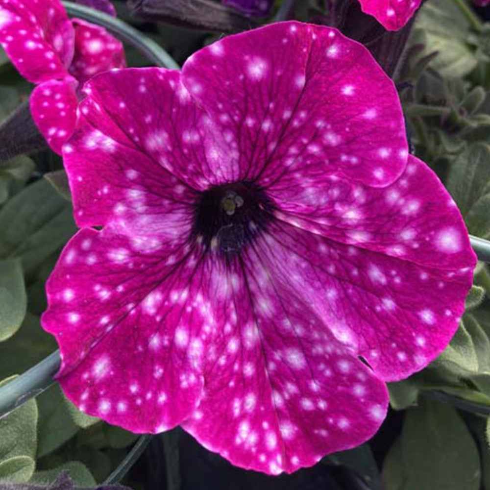 Petunia Surfinia Famous Circus Sky