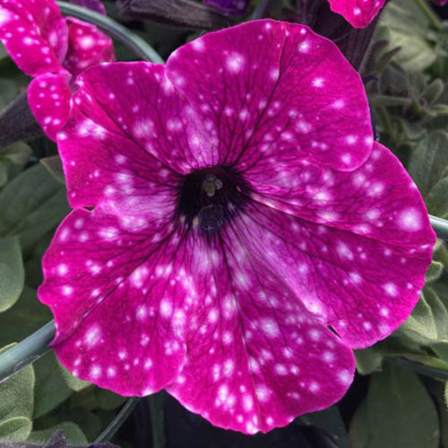 Petunia Surfinia Famous Circus Sky