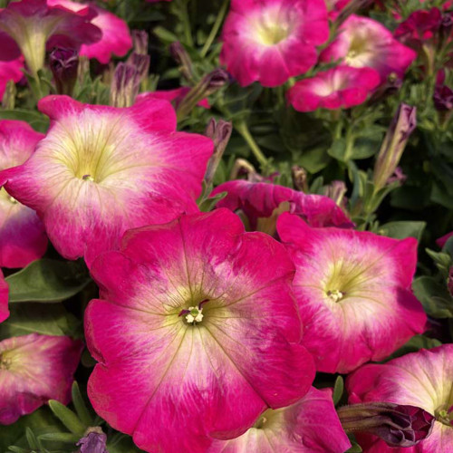 Petunia Surfinia Cascadia Fantasy Hot Pink