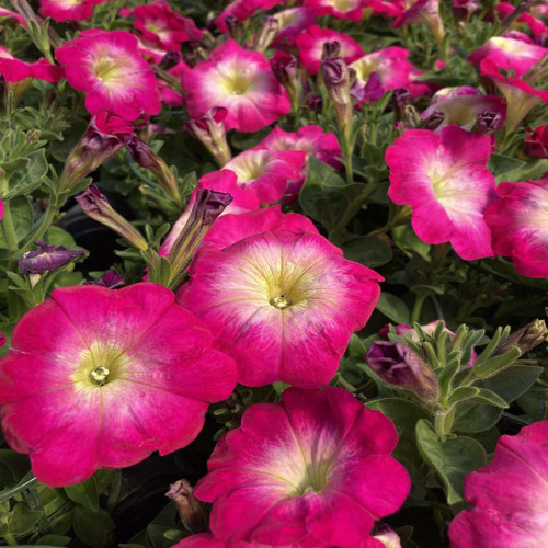 Petunia Surfinia Cascadia Fantasy Hot Pink