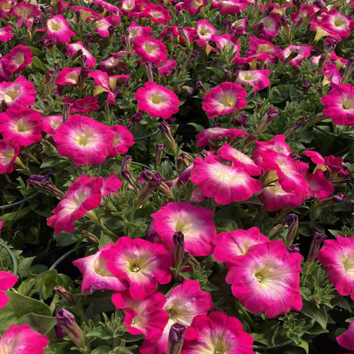 Petunia Surfinia Cascadia Fantasy Hot Pink