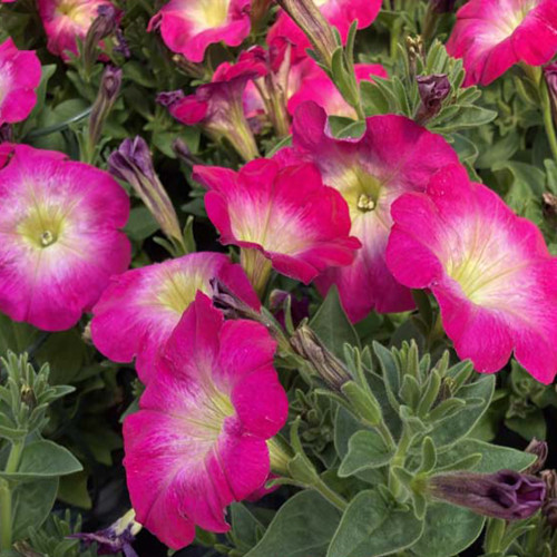 Petunia Surfinia Cascadia Fantasy Hot Pink