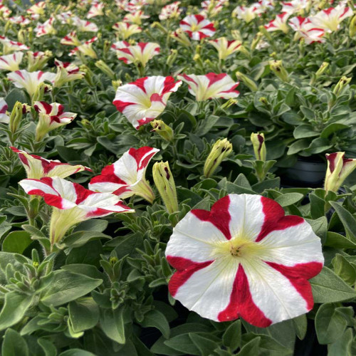 Petunia Amore King of Hearts