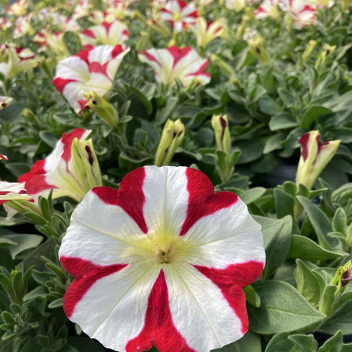 Petunia Amore King of Hearts