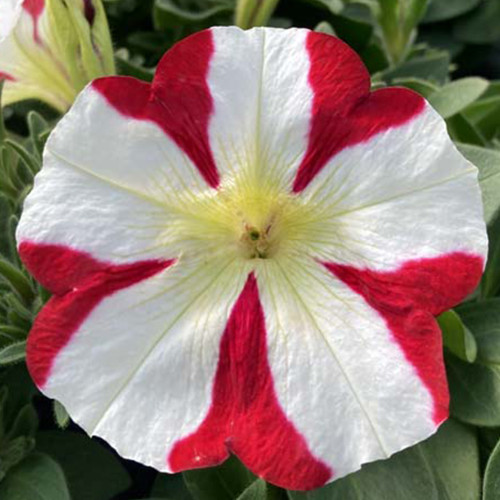 Petunia Amore King of Hearts