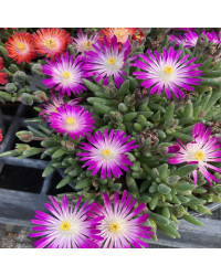 Ficoide Delosperma Lido Magenta White Eye