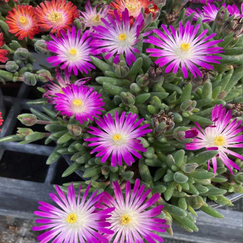 Ficoide Delosperma Lido Magenta White Eye