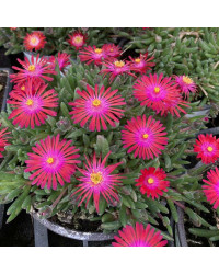Ficoide Delosperma Lido Magenta