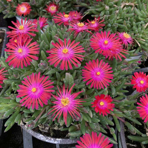 Ficoide Delosperma Lido Magenta