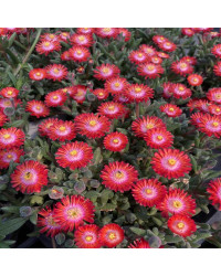 Ficoide Delosperma Lido Magenta