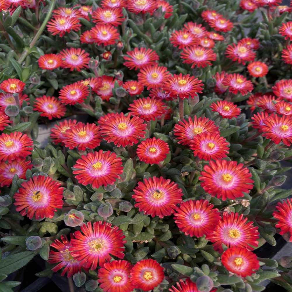 Ficoide Delosperma Lido Magenta