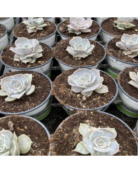 Succulente Echeveria Lilacina