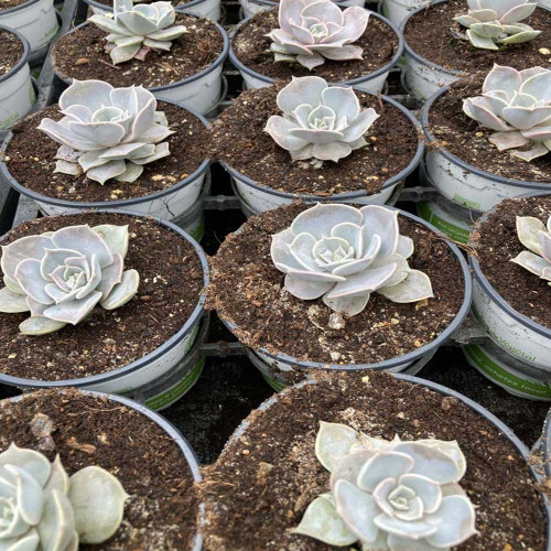 Succulente Echeveria Lilacina