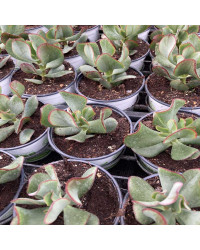Succulente Crassula Arborescens