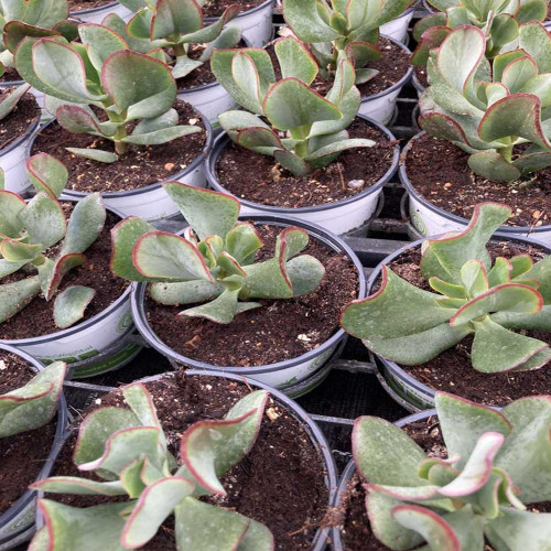 Succulente Crassula Arborescens