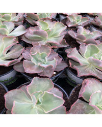 Succulente Echeveria Giant Blue