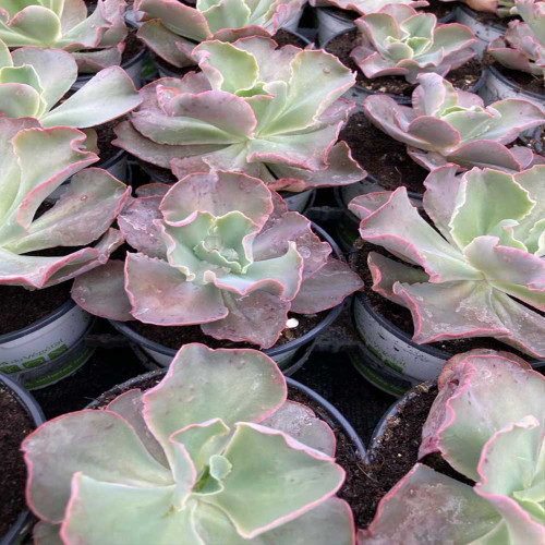 Succulente Echeveria Giant Blue