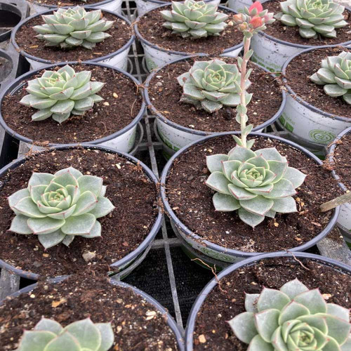 Succulente Echeveria Purpusorum Green Gilva