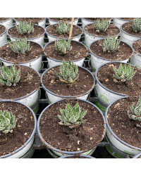 Succulente Haworthia Super Fasciata