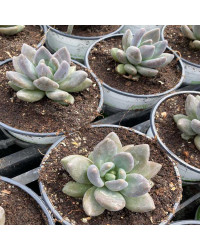 Succulente Echeveria Imanensis Dark Red