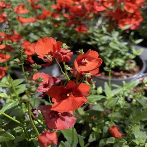 Diascia Genta Papaya