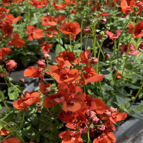 Diascia Genta Papaya