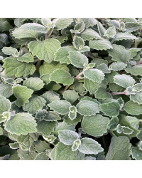 Plectranthus Argentatus Silver Shield