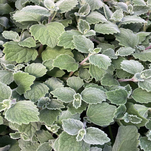 Plectranthus Argentatus Silver Shield