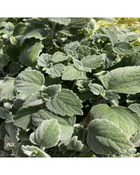 Plectranthus Argentatus Silver Shield