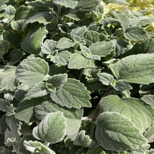 Plectranthus Argentatus Silver Shield