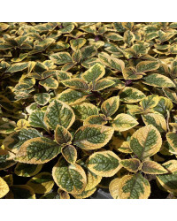 Plectranthus Ciliatus Easy Gold