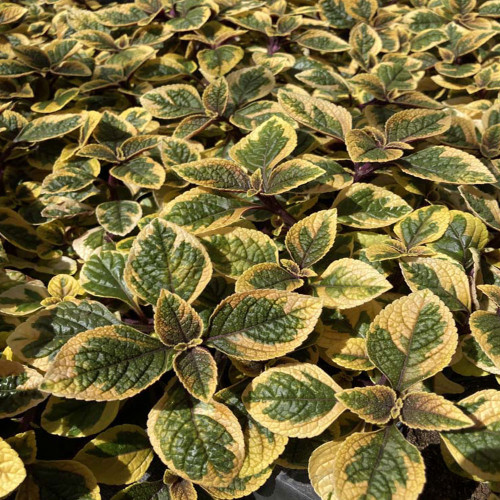 Plectranthus Ciliatus Easy Gold