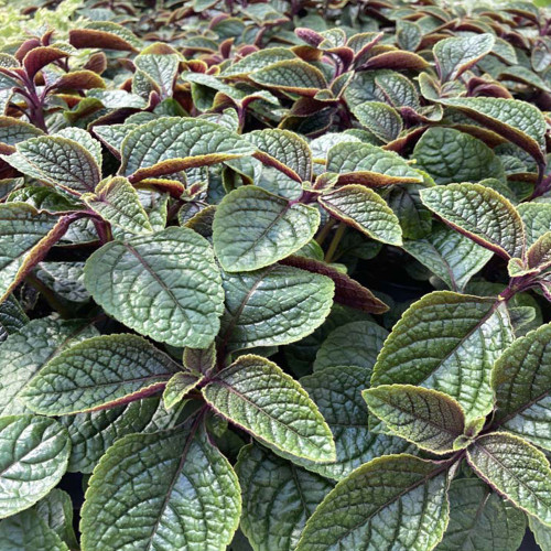 Plectranthus Purpuratus Lierre Suédois