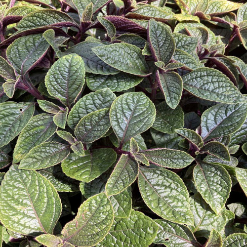 Plectranthus Purpuratus Lierre Suédois