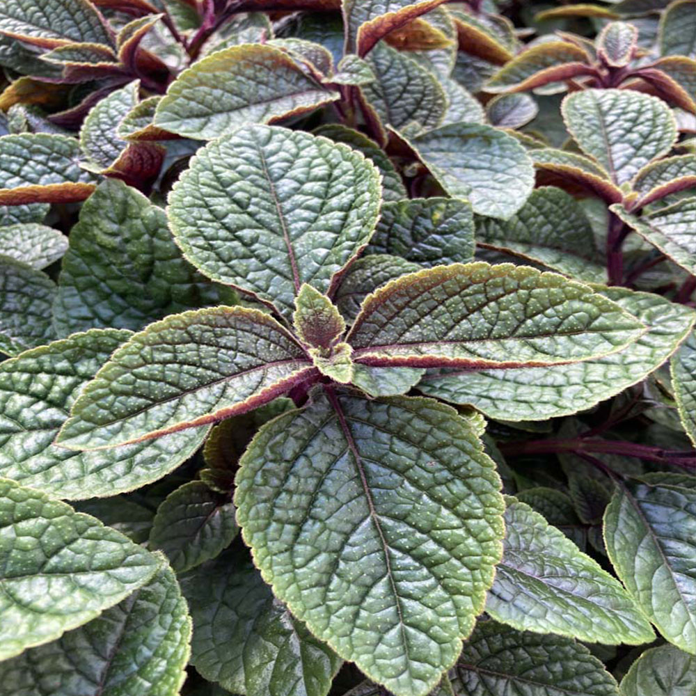 Plectranthus Purpuratus Lierre Suédois